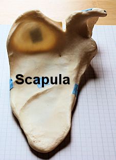 Sacapula