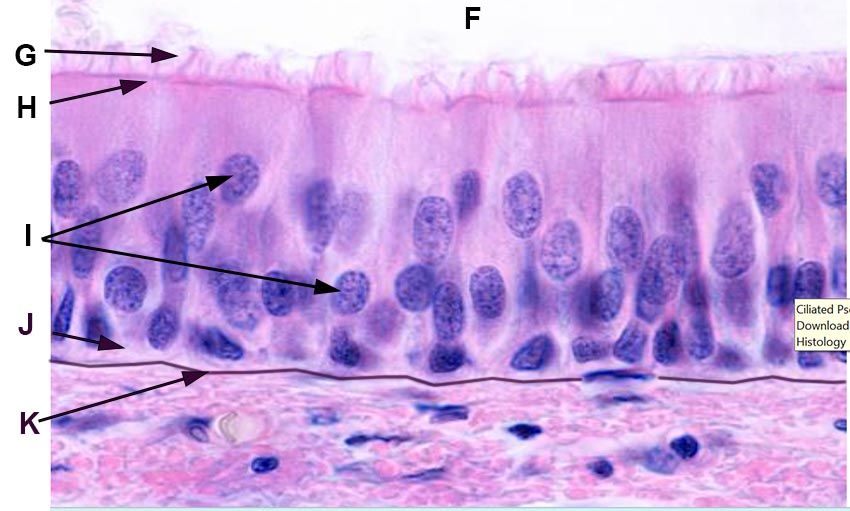 epithelial