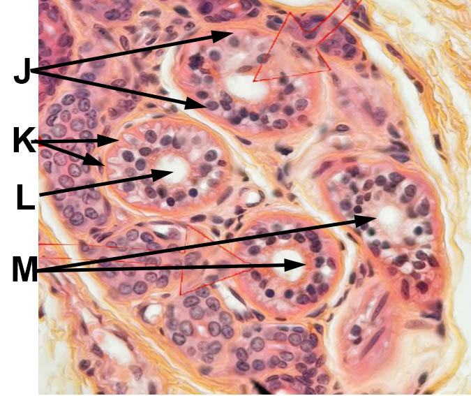 epithelial