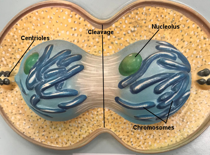 Mitosis