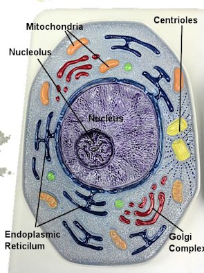 Mitosis