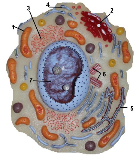 Cell 1