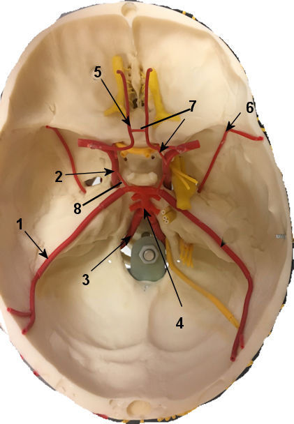 Circle of Willis 1