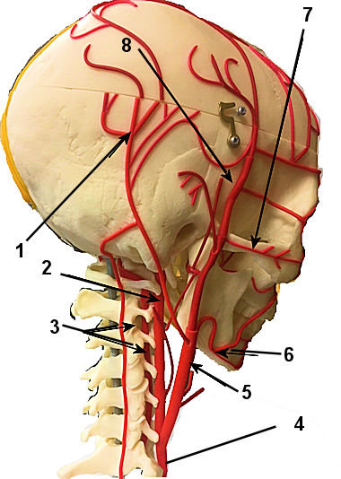 Head