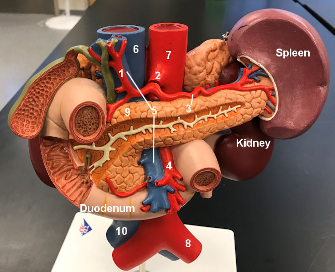 Pancreas