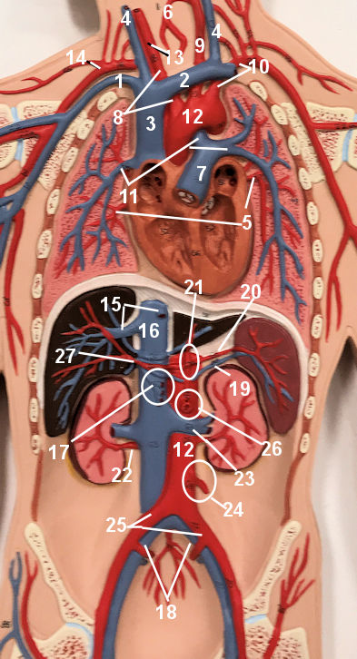 THoracic Cavity