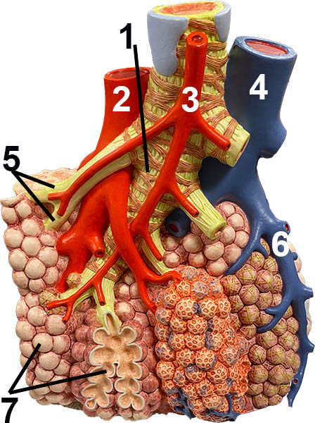 Model of Alveoli