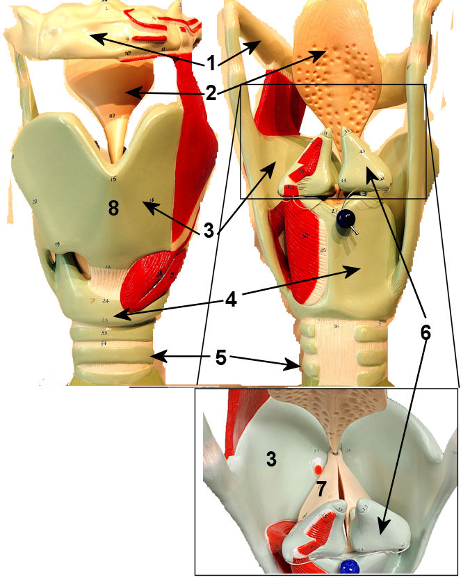 Larynx Model