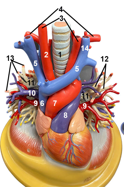 Model the vasculature of the lungs