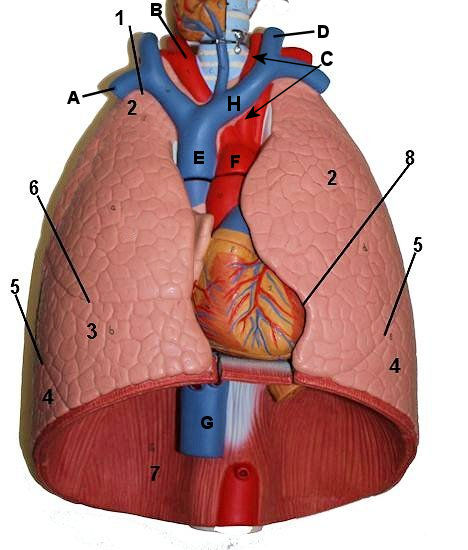 Lungs