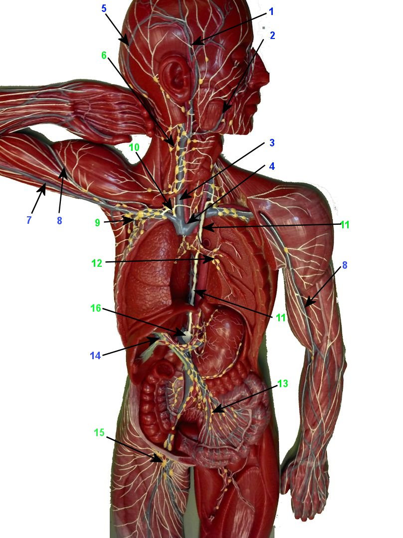 Superficial veins