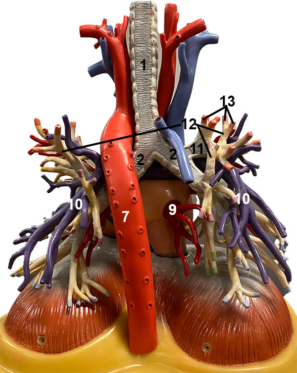 Model of the vasculature of the lungs