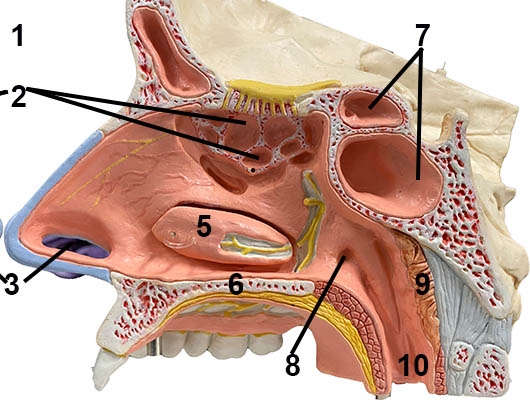 Model of sinuses