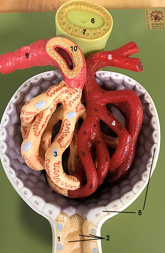 glomerulus