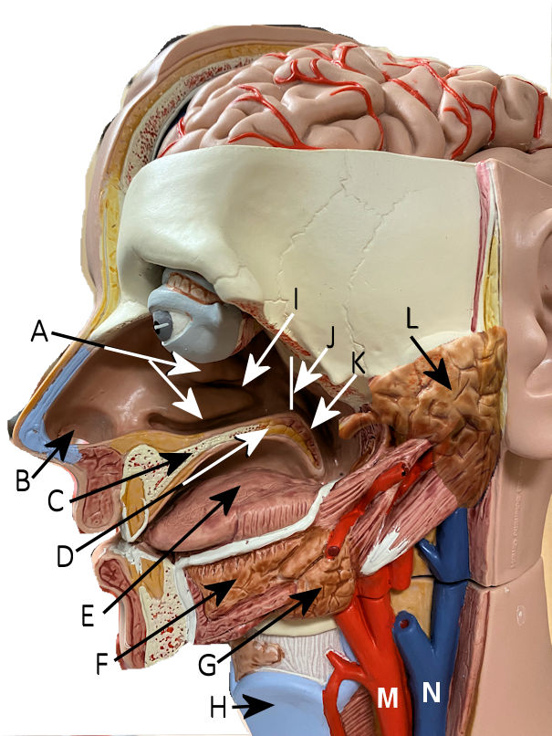 oral cavity