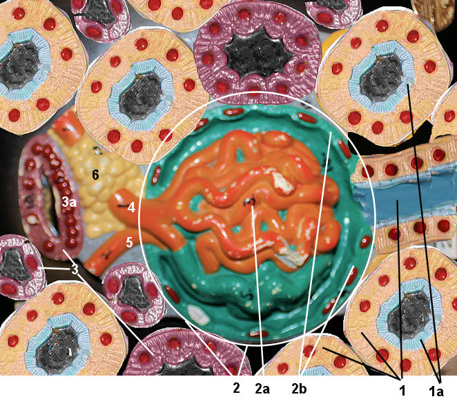 renal cortex