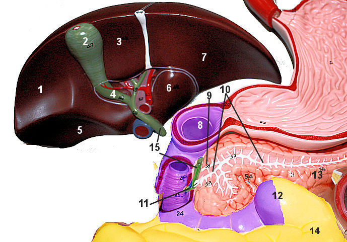 liver