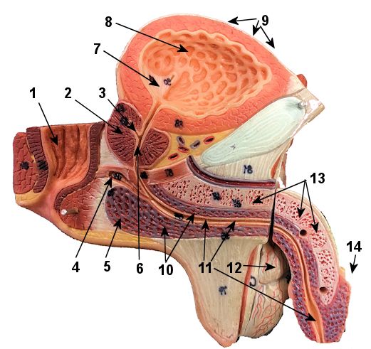 Male reproductive System