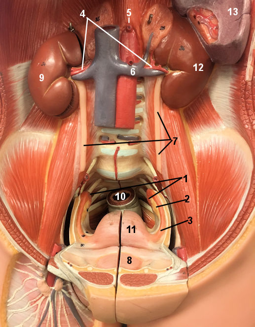 Occupied uterus