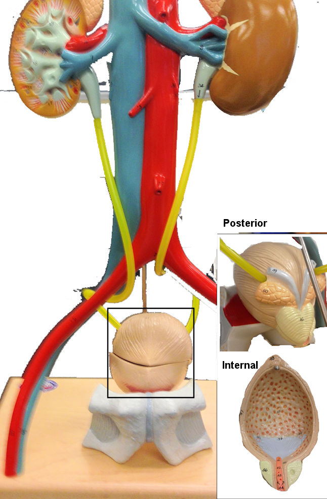 Urinary System