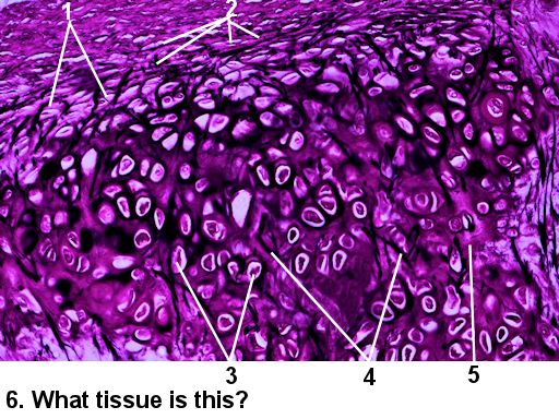 Elastic Cartilage