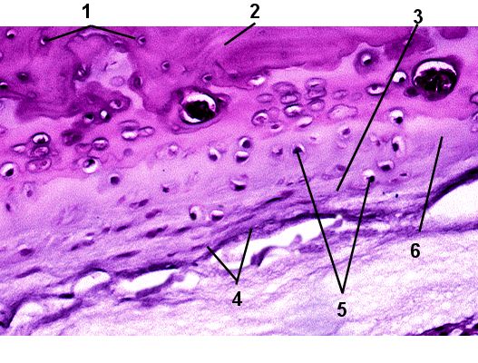 Fibro Cartilage