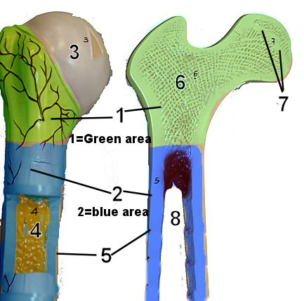 Longbone Model