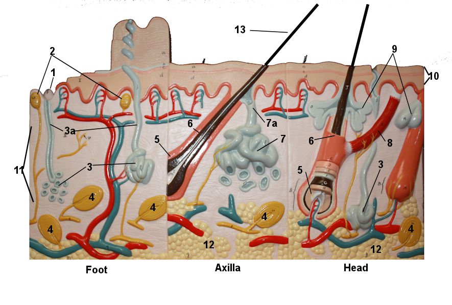 Skin model 1