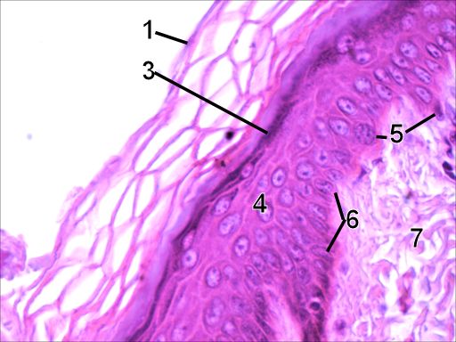 Thin Skin Histology