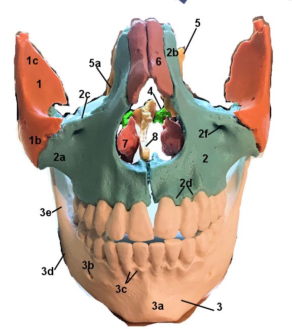 Anterior facial bones with bones numbered