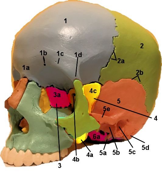 Lateral cranial bones with bones numbered