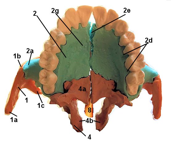 inferior cranial bones with bones numbered