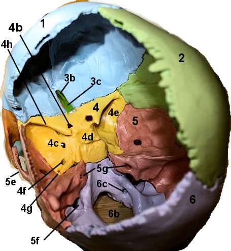 internal cranial bones with bones numbered