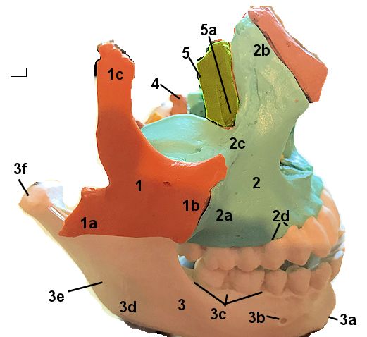 lateral cranial bones with bones numbered