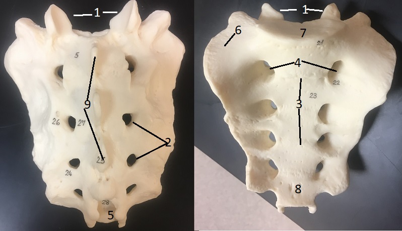 Sacrum