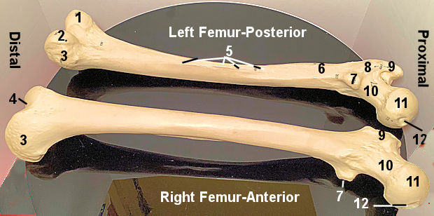 Femur Model