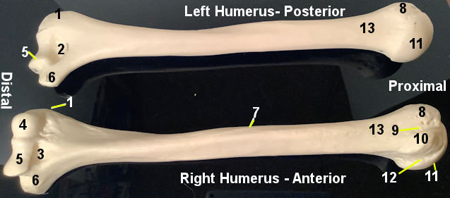 humerus Model