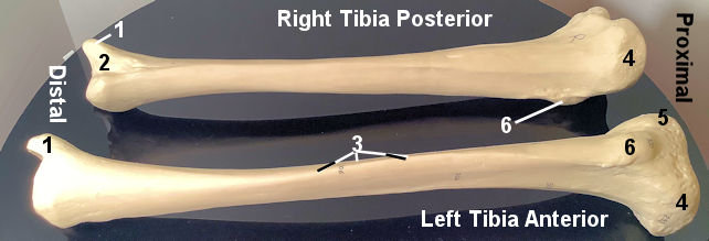 tibia