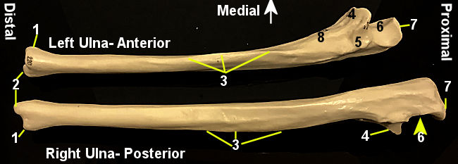 Ulna