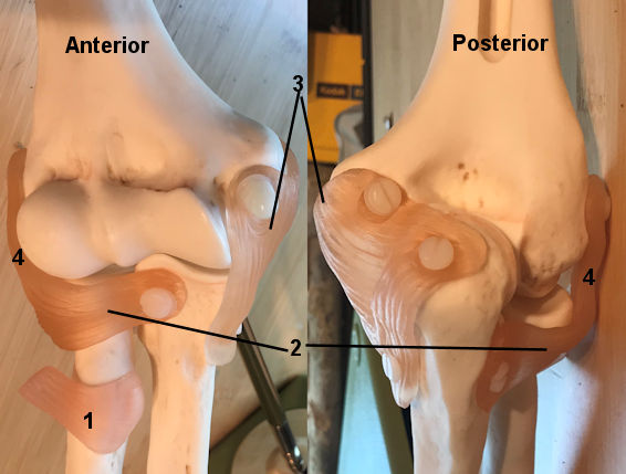 Elbow joint