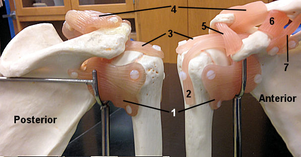 Glenohumoral joint