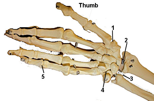 Joints of the hand