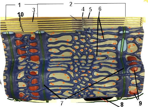 Neuromuscular Junction Model