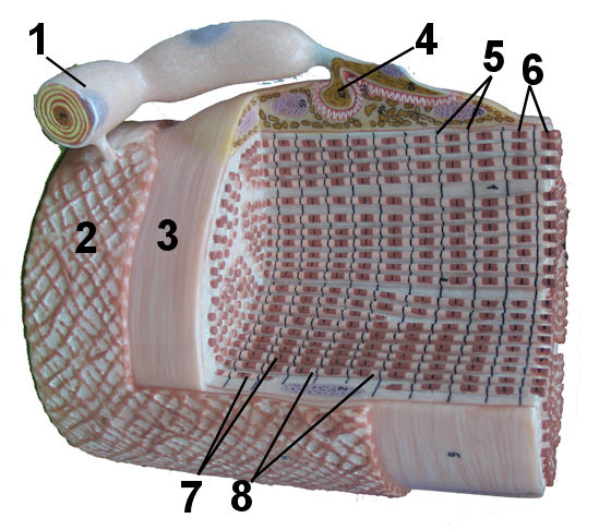 Neuromuscular Junction Model