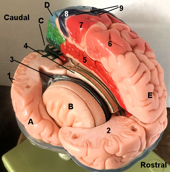 Lobes of the Cerebrum