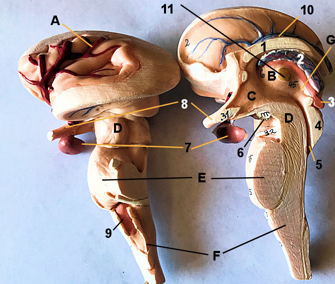 Interal Brain