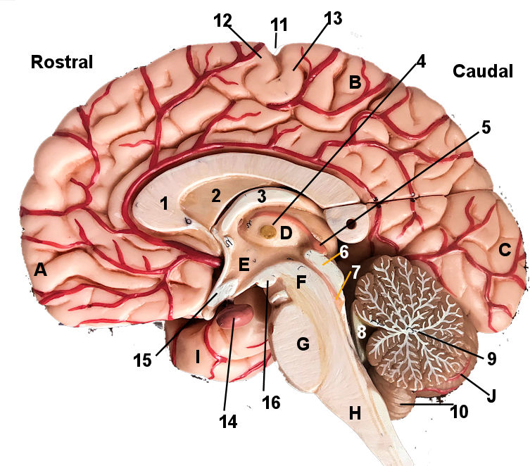 Midsaggital Section