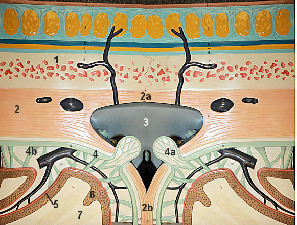 meninges