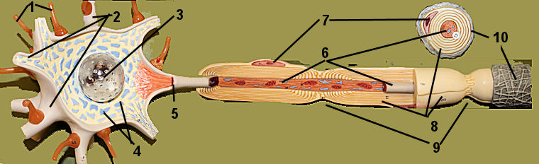 Neuron 1