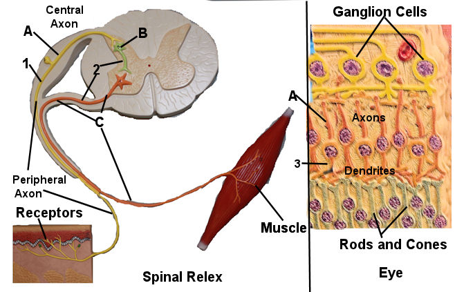 Green Neuron Model